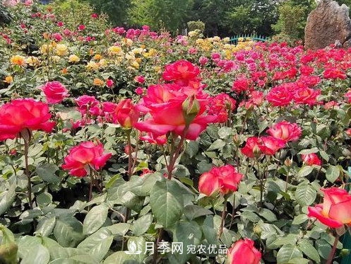 40万株月季繁花似锦，郑州月季公园美如画(图2)