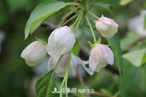 园林绿化常用观花乔木，花开五彩、绚丽夺目，每种都很有特色(图2)