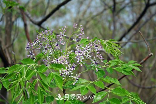 园林绿化常用观花乔木，花开五彩、绚丽夺目，每种都很有特色(图6)