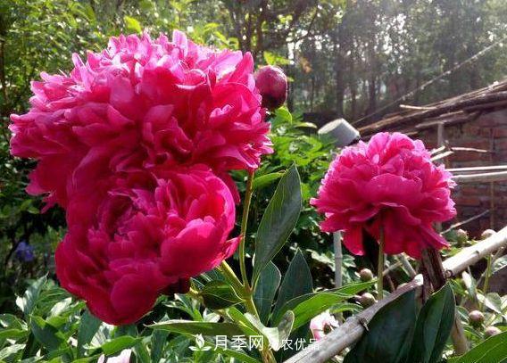 3种花，分别是花中之王、花中之相、花中皇后，哪种才最美的花(图2)