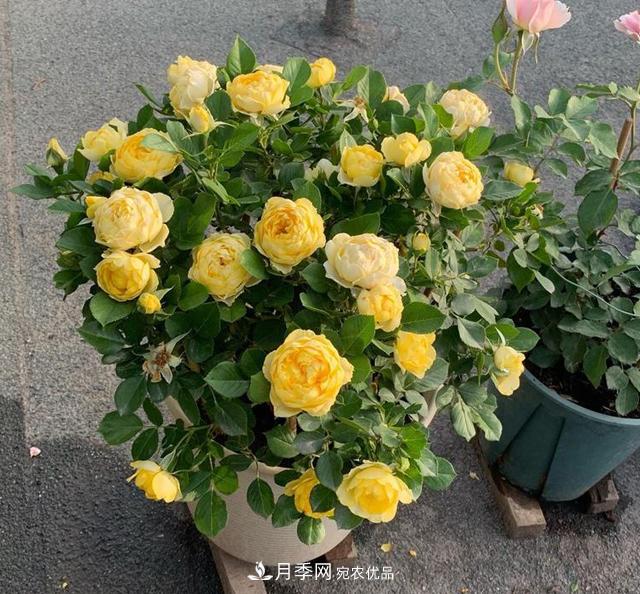 想要月季秋天爆花?9月养护很关键!做好这3点一盆开出几十朵花(图1) 想要月季秋天爆花?9月养护很关键!做好这3点一盆开出几十朵花(图1)