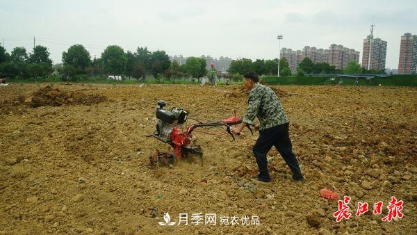 湖北武汉百万株月季“理发”，国庆节前将绽放街头(图4)