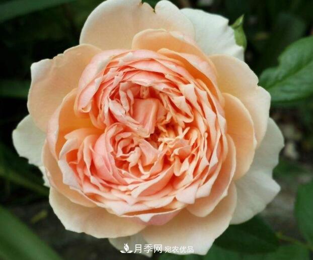 会变色的花!莫奈月季变化多,能耐高温很好养(图3) 会变色的花!莫奈月季变化多,能耐高温很好养(图3)