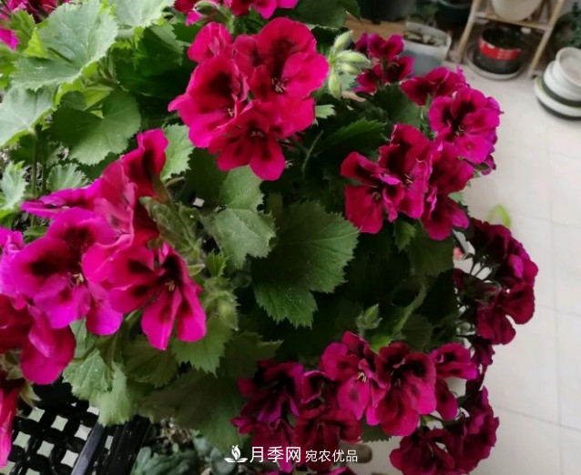 月季、三角梅、桂花、天竺葵，最适合秋天盆栽的花卉(图5)