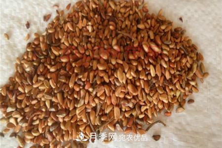 月季花的种子可以种吗？(图1)