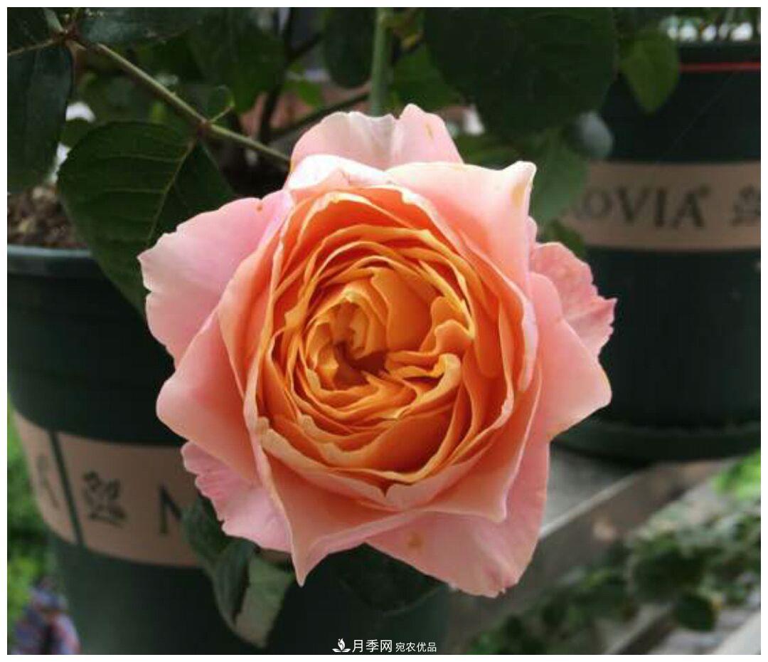 谁说月光族就不配养花？这20种月季花月薪3000也能养(图13)