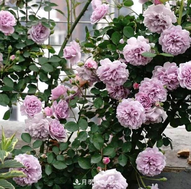 盆栽藤本月季花,该怎么延长花期、提高开花量?做到5点就够了(图1) 盆栽藤本月季花,该怎么延长花期、提高开花量?做到5点就够了(图1)