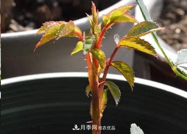 月季总黄叶?避开这“三个误区”,15天憋出一圈笋芽,花开小半年(图3) 月季总黄叶?避开这“三个误区”,15天憋出一圈笋芽,花开小半年(图3)