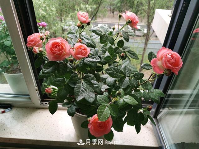 月季总黄叶?避开这“三个误区”,15天憋出一圈笋芽,花开小半年(图2) 月季总黄叶?避开这“三个误区”,15天憋出一圈笋芽,花开小半年(图2)