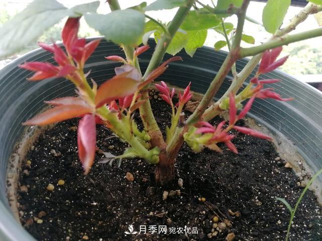 月季总黄叶?避开这“三个误区”,15天憋出一圈笋芽,花开小半年(图4) 月季总黄叶?避开这“三个误区”,15天憋出一圈笋芽,花开小半年(图4)