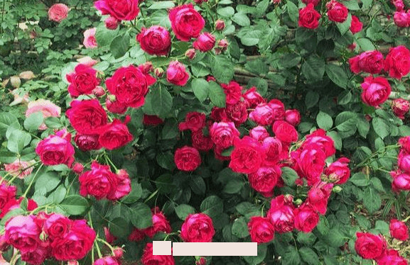 月季花爱长个开花多,养上2-3年就成“花墙”,值得拥有(图3) 月季花爱长个开花多,养上2-3年就成“花墙”,值得拥有(图3)