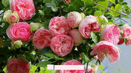 月季花爱长个开花多,养上2-3年就成“花墙”,值得拥有(图1) 月季花爱长个开花多,养上2-3年就成“花墙”,值得拥有(图1)