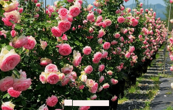 月季花爱长个开花多,养上2-3年就成“花墙”,值得拥有(图2) 月季花爱长个开花多,养上2-3年就成“花墙”,值得拥有(图2)