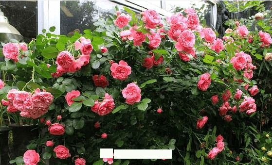 月季花爱长个开花多,养上2-3年就成“花墙”,值得拥有(图5) 月季花爱长个开花多,养上2-3年就成“花墙”,值得拥有(图5)