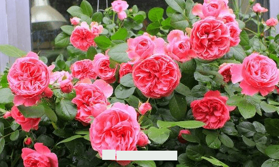 月季花爱长个开花多,养上2-3年就成“花墙”,值得拥有(图4) 月季花爱长个开花多,养上2-3年就成“花墙”,值得拥有(图4)