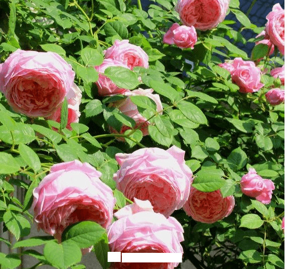 月季花爱长个开花多,养上2-3年就成“花墙”,值得拥有(图8) 月季花爱长个开花多,养上2-3年就成“花墙”,值得拥有(图8)