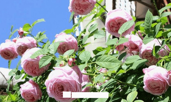 月季花爱长个开花多,养上2-3年就成“花墙”,值得拥有(图7) 月季花爱长个开花多,养上2-3年就成“花墙”,值得拥有(图7)