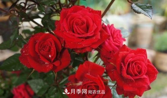 养月季,浇水很关键,学会这2个“窍门”,枝繁叶茂花满枝(图1) 养月季,浇水很关键,学会这2个“窍门”,枝繁叶茂花满枝(图1)