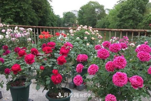 养月季,浇水很关键,学会这2个“窍门”,枝繁叶茂花满枝(图4) 养月季,浇水很关键,学会这2个“窍门”,枝繁叶茂花满枝(图4)