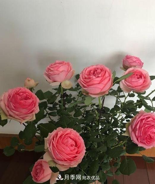 养月季,浇水很关键,学会这2个“窍门”,枝繁叶茂花满枝(图2) 养月季,浇水很关键,学会这2个“窍门”,枝繁叶茂花满枝(图2)