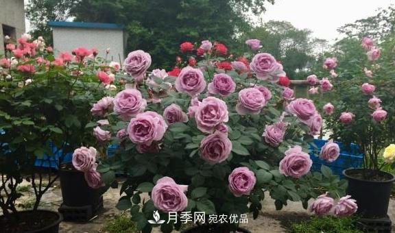 养月季,浇水很关键,学会这2个“窍门”,枝繁叶茂花满枝(图3) 养月季,浇水很关键,学会这2个“窍门”,枝繁叶茂花满枝(图3)
