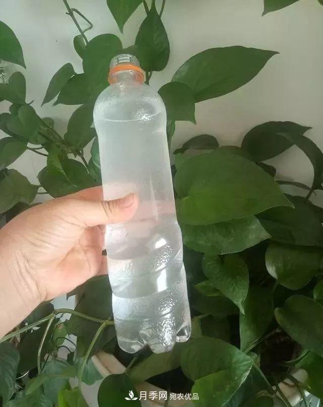 养月季花必备“3种肥”,每月花盆撒一点(图3) 养月季花必备“3种肥”,每月花盆撒一点(图3)