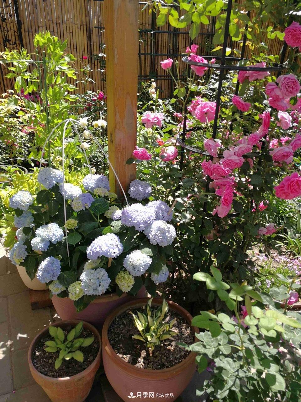 养月季花必备“3种肥”,每月花盆撒一点(图6) 养月季花必备“3种肥”,每月花盆撒一点(图6)