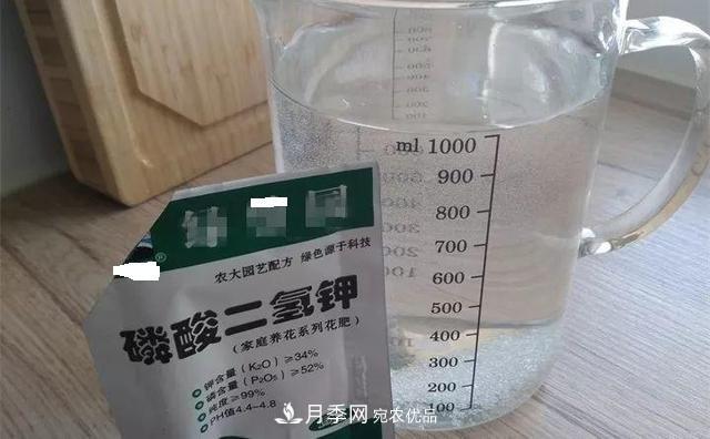 养月季花必备“3种肥”,每月花盆撒一点(图4) 养月季花必备“3种肥”,每月花盆撒一点(图4)