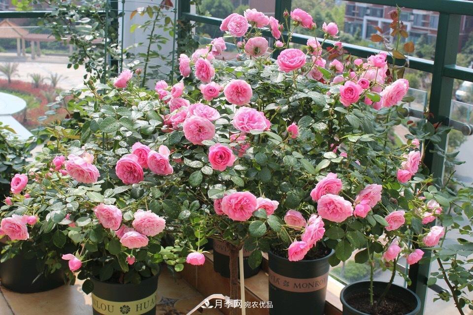 养月季花必备“3种肥”,每月花盆撒一点(图1) 养月季花必备“3种肥”,每月花盆撒一点(图1)