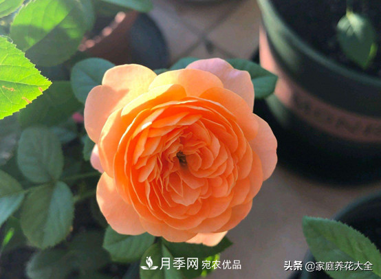 养多少月季，才能实现切花自由？这3棵就够了(图2)