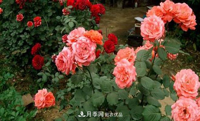 立秋以后,月季修剪及养护重点(图1) 立秋以后,月季修剪及养护重点(图1)