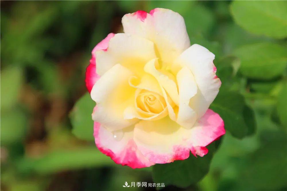 月季为什么一直不开花?问题出现这里(图1) 月季为什么一直不开花?问题出现这里(图1)