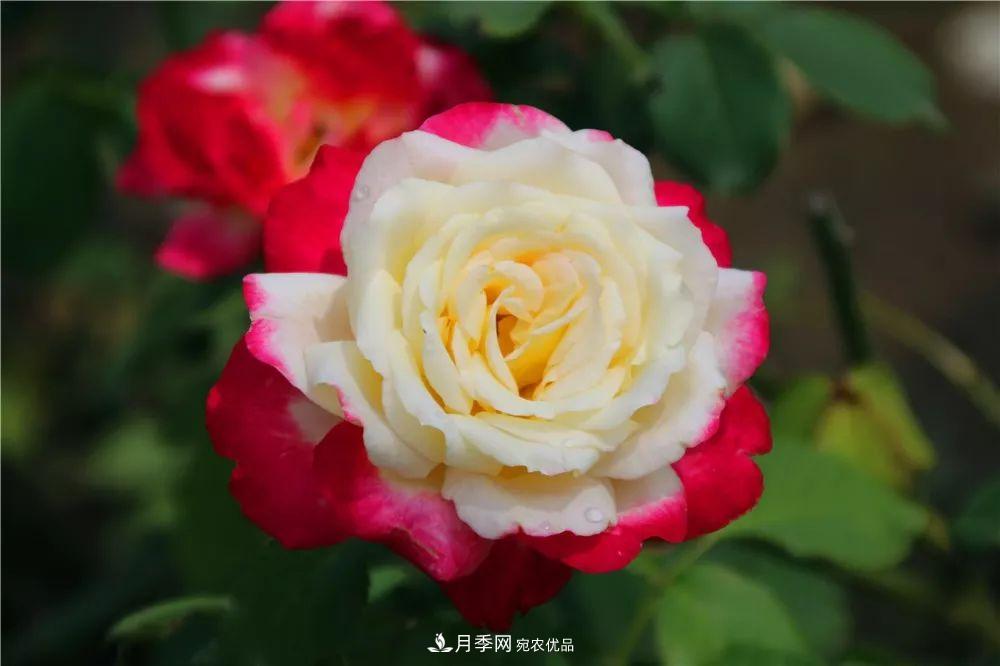 月季为什么一直不开花?问题出现这里(图2) 月季为什么一直不开花?问题出现这里(图2)