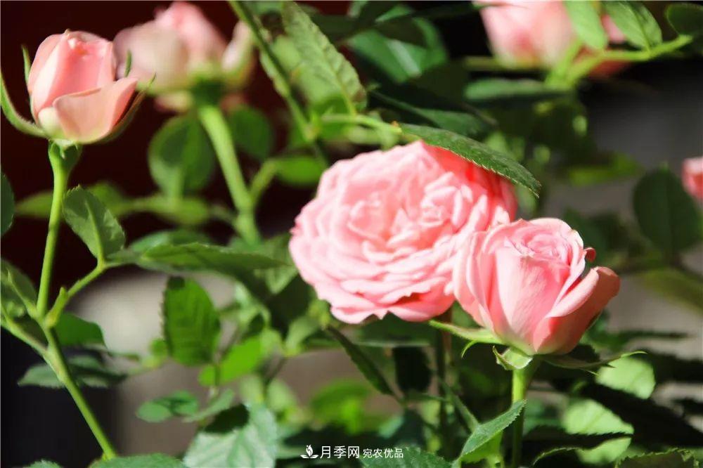月季为什么一直不开花?问题出现这里(图4) 月季为什么一直不开花?问题出现这里(图4)
