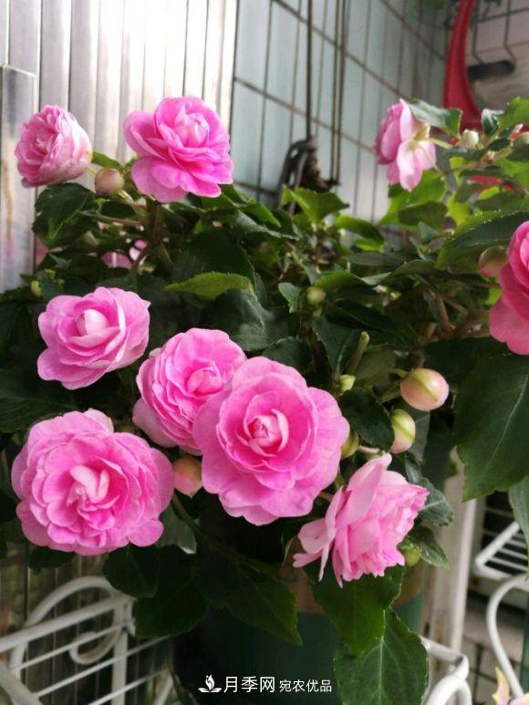 比月季开花多,比茉莉好看,花瓣层层叠叠似牡丹,花期300天(图1) 比月季开花多,比茉莉好看,花瓣层层叠叠似牡丹,花期300天(图1)