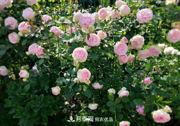 月季 盆栽月季花,如何配土才合适?偷偷告诉你,保证“2点”就够了(图3)