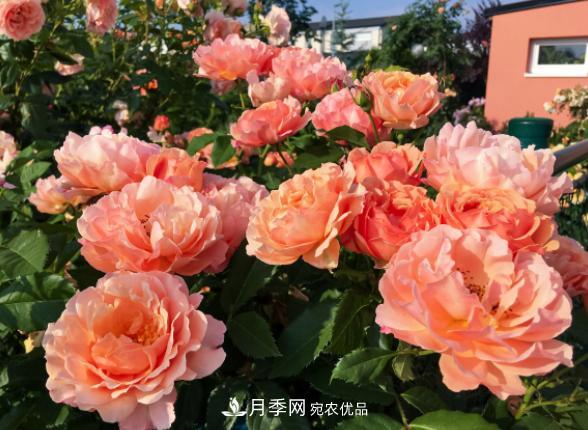 月季 盆栽月季花,如何配土才合适?偷偷告诉你,保证“2点”就够了(图2)