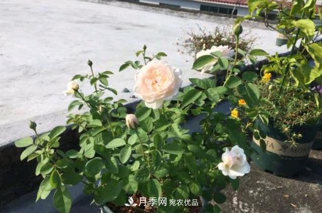月季 3分钟学会扦插月季花,一棵变十棵,100%成活!(图1)