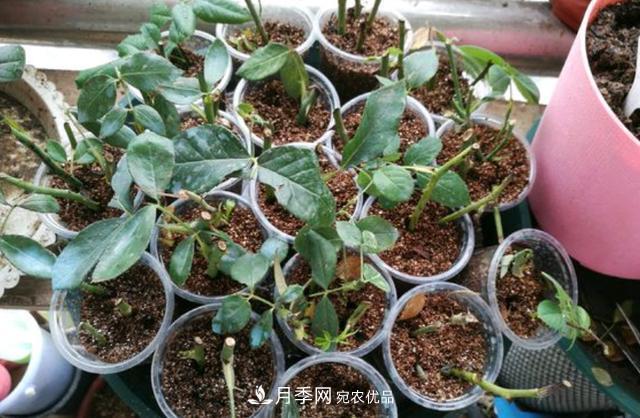 月季 3分钟学会扦插月季花,一棵变十棵,100%成活!(图2)