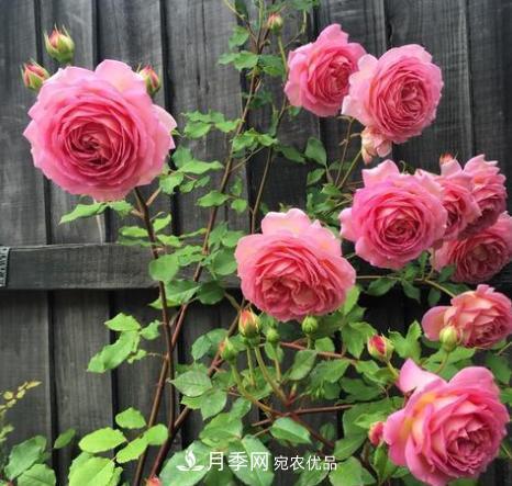 扦插月季花，几月最合适？掌握几个“关键点”，扦插都没问题(图4)