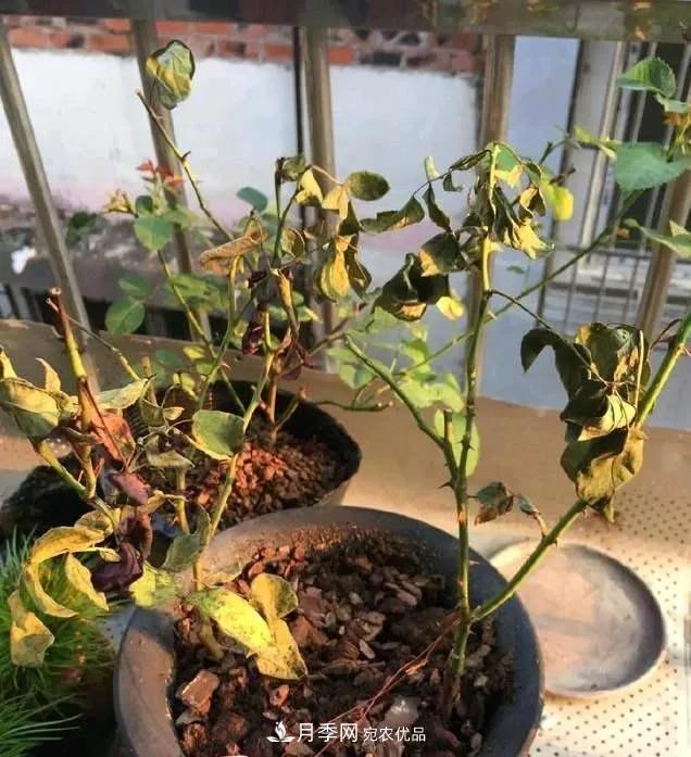 月季过冬做好这5点，来年春天长得旺，开花多到压弯枝头(图4)
