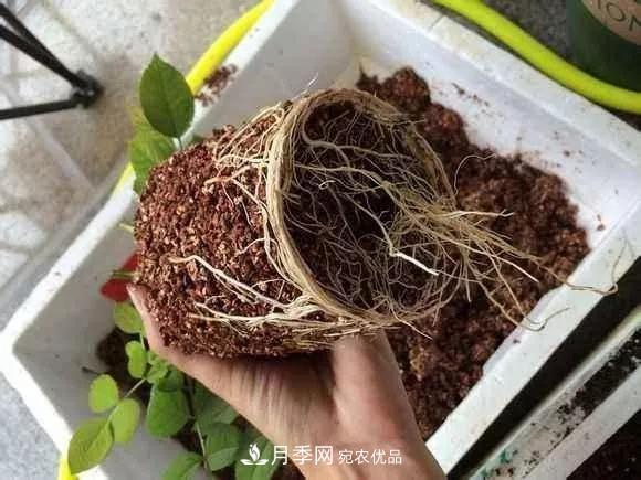 月季过冬做好这5点，来年春天长得旺，开花多到压弯枝头(图3)