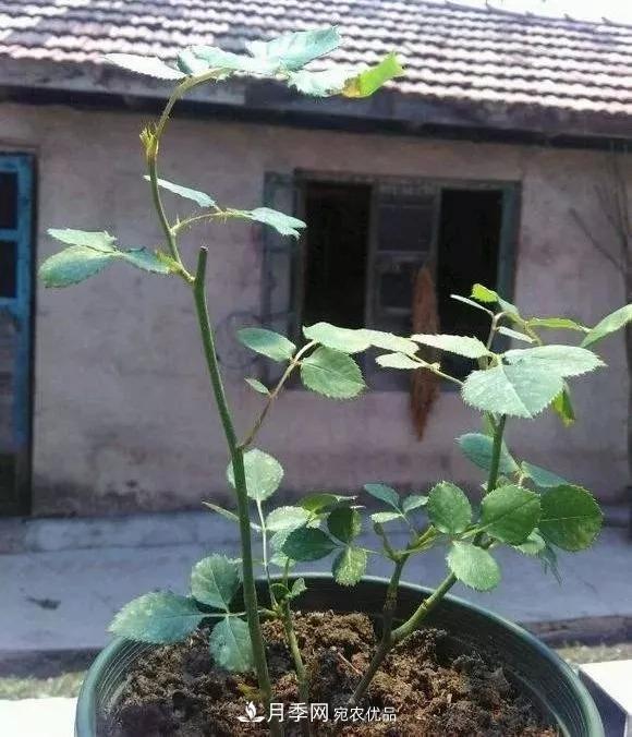 月季过冬做好这5点，来年春天长得旺，开花多到压弯枝头(图5)