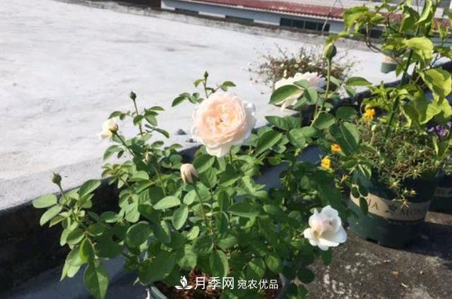 月季 买到黄泥裹根的月季花,教你1招换盆,缓苗快速生根(图3)