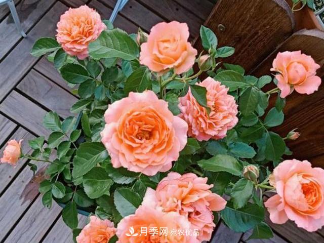 月季 买到黄泥裹根的月季花,教你1招换盆,缓苗快速生根(图2)