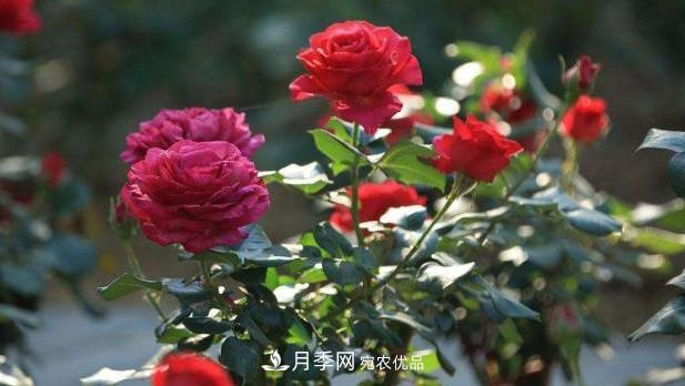 月季 买到黄泥裹根的月季花,教你1招换盆,缓苗快速生根(图1)