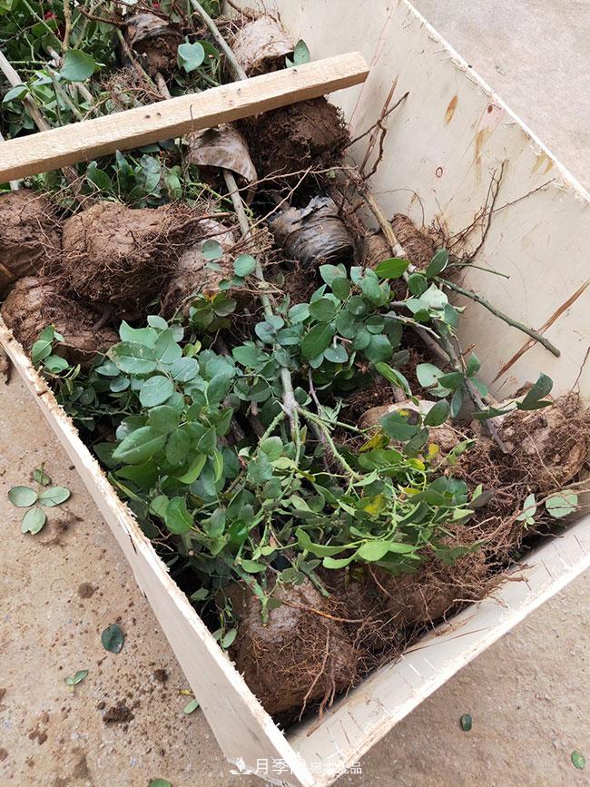 月季花的花语是什么？月季花的寓意和象征(图3)