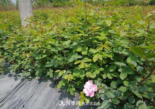 月季花幼苗怎样栽培?月季苗种植方法 月季花幼苗怎样栽培?月季苗种植方法(图2)