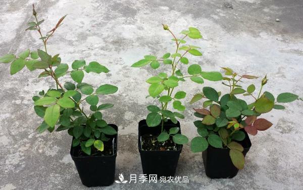 月季花幼苗怎样栽培?月季苗种植方法 月季花幼苗怎样栽培?月季苗种植方法(图1)