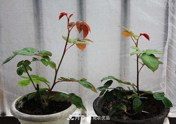 月季花幼苗怎样栽培?月季苗种植方法 月季花幼苗怎样栽培?月季苗种植方法(图3)